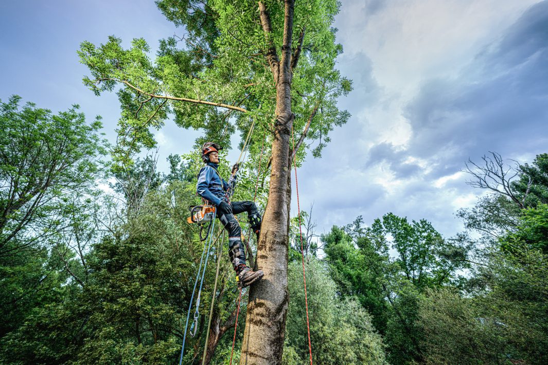 STIHL MSA 240 TC-O Chainsaw