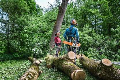 STIHL MSA 240 TC-O Chainsaw