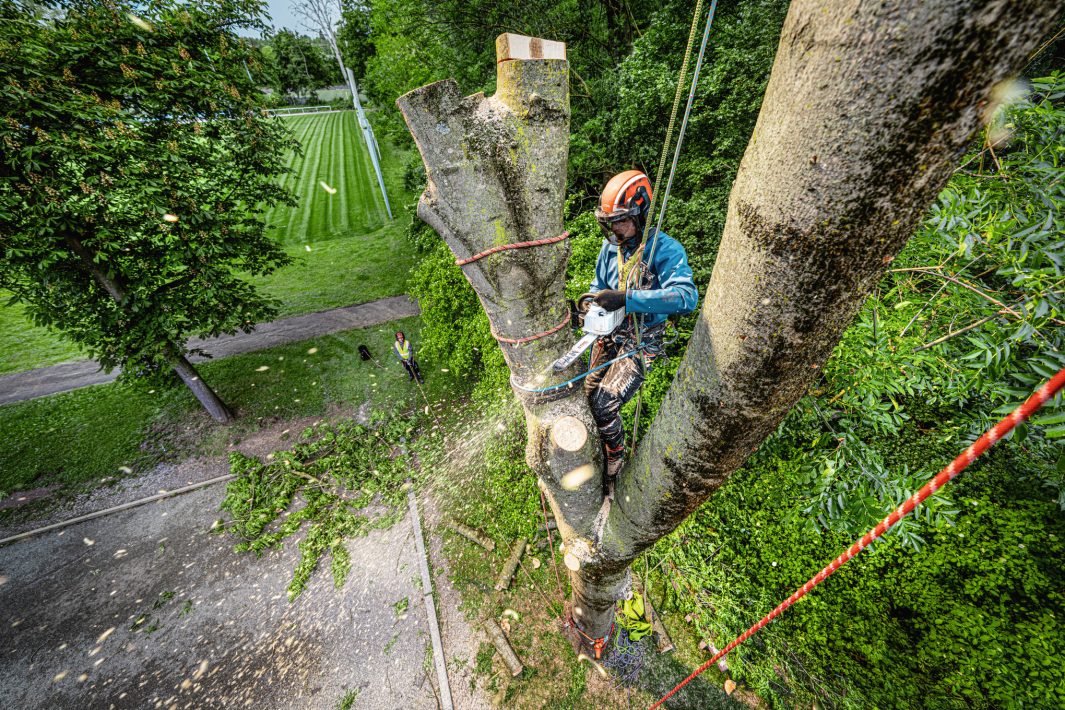 STIHL MSA 240 TC-O Chainsaw