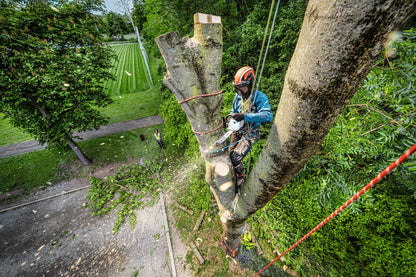 STIHL MSA 240 TC-O Chainsaw