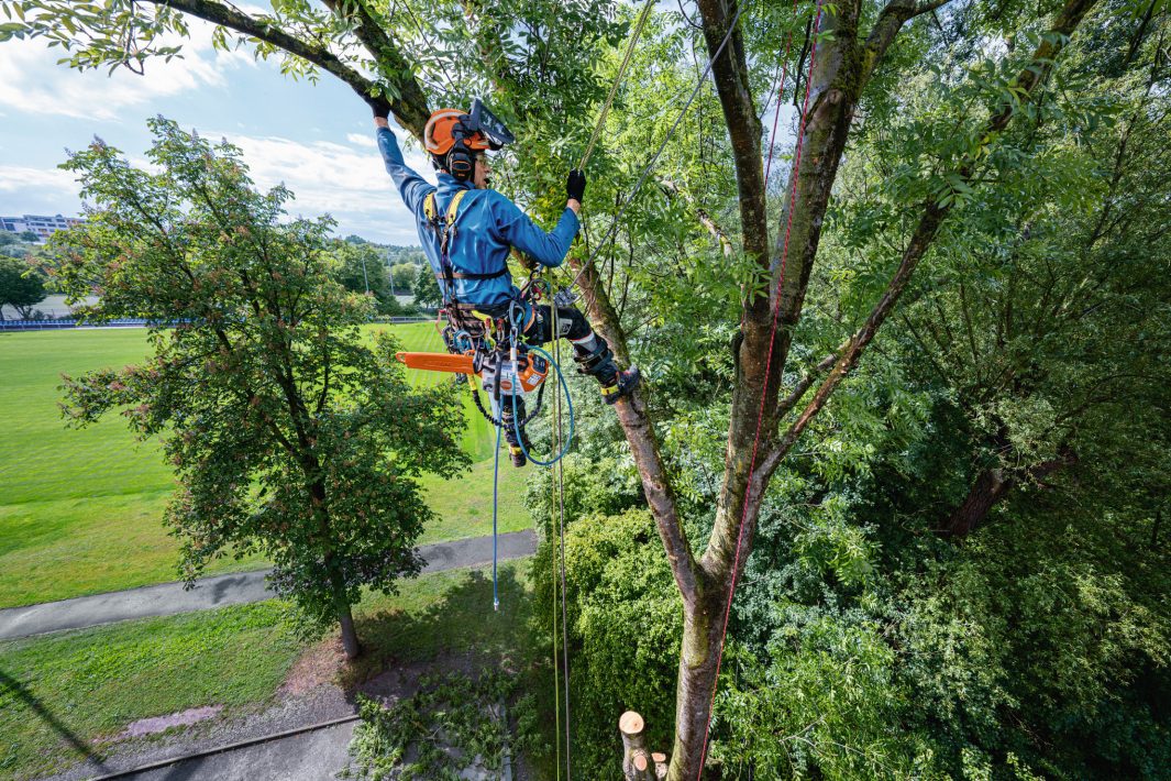 STIHL MSA 240 TC-O Chainsaw